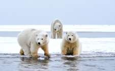 L'ours polaire suivi par Argos